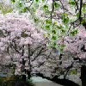 "Sakura no youna koi deshita" by samfree