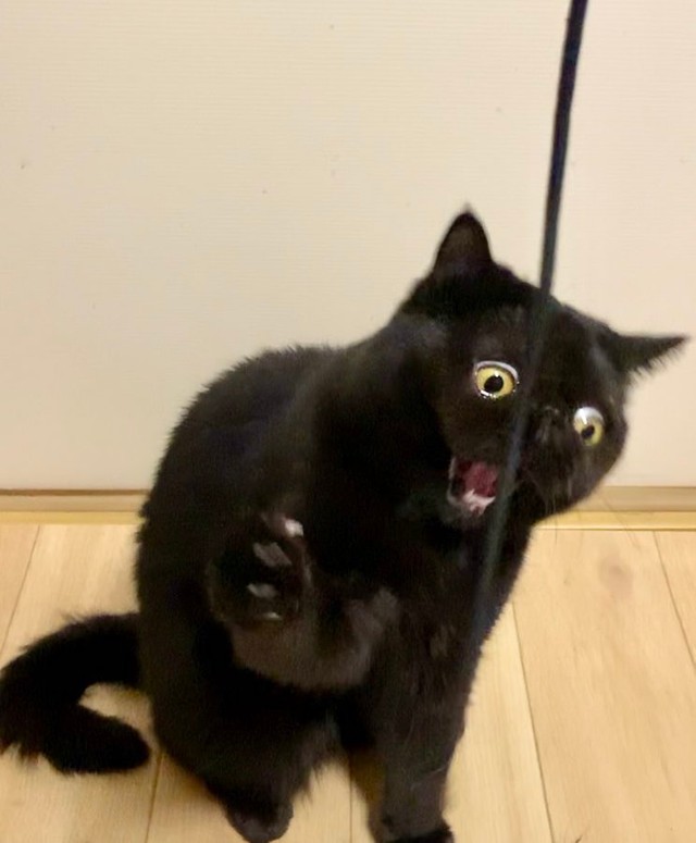 黒猫3 Jpg Vocaverse Network