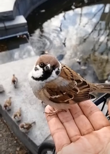 Mighty sparrow.jpg